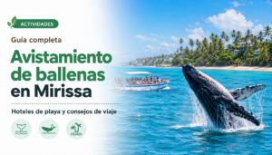 Avistamiento de ballenas en Sri Lanka: excursiones, precios y hoteles en Mirissa