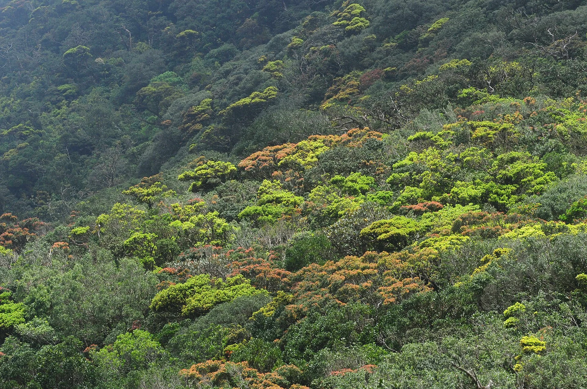 Forêt de montagne dans les Knuckles