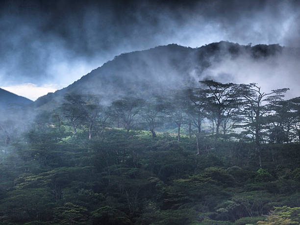 View of a trees in cloud at dark, rainy weather near narrow path in Knuckles range not far from Kandy, west Sri Lanka.  The background is grey, dense fog. It is E5 in camera build in HDR