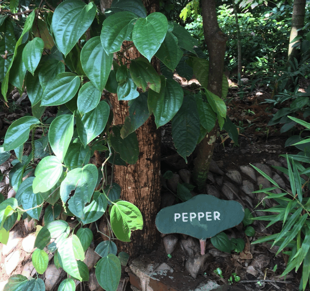 ランウェリ スパイスガーデン（No.99）