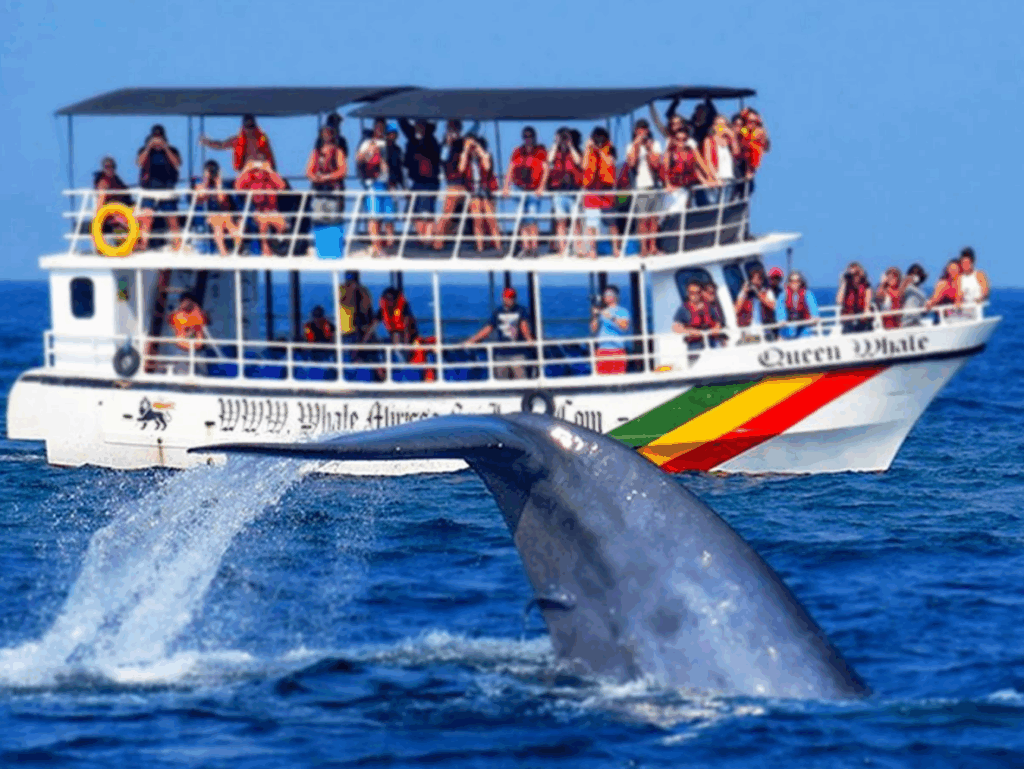 ホエールウォッチング
