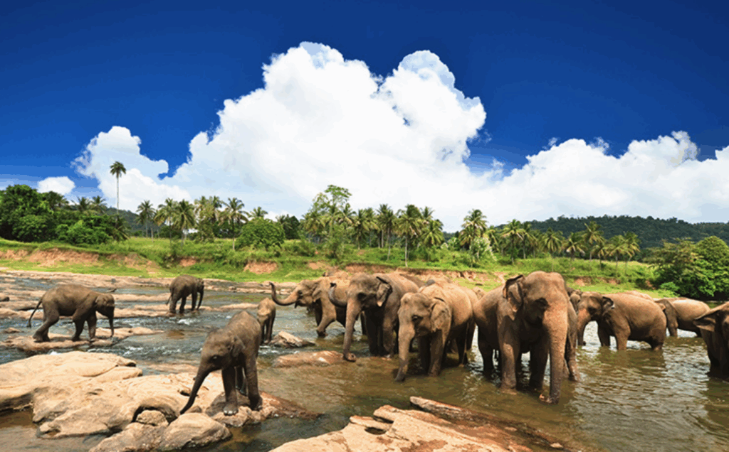 ピンナワラ象の孤児院