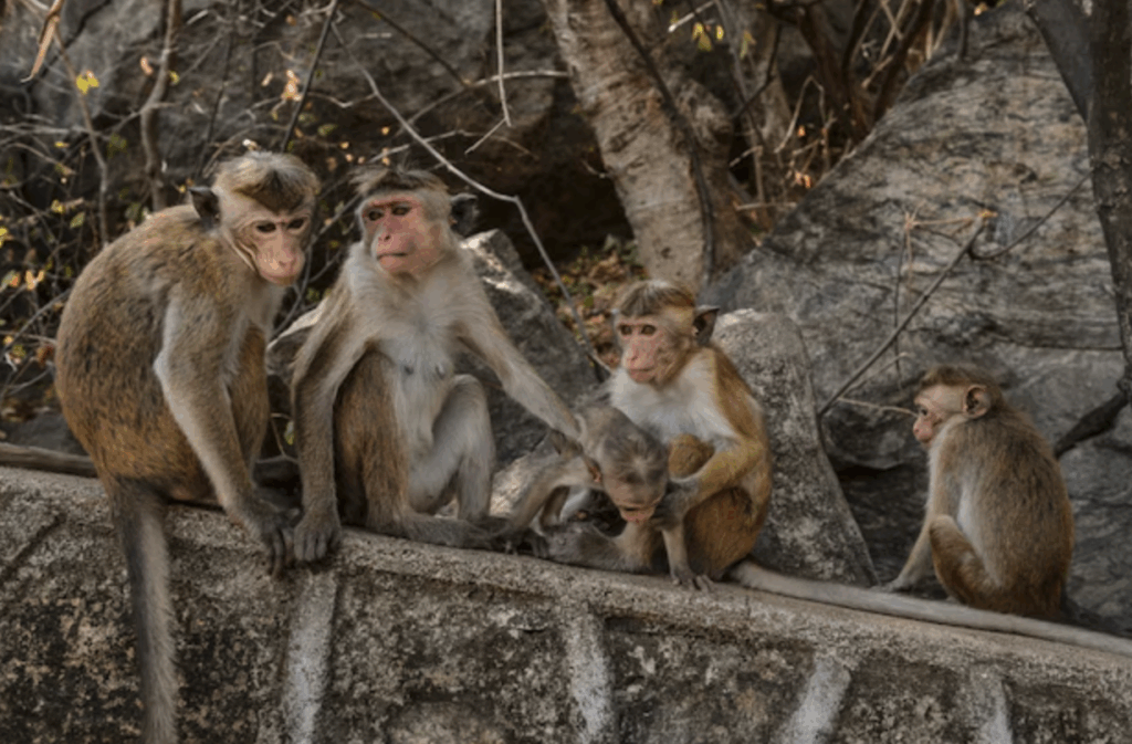 ダンブッラ石窟寺院の猿