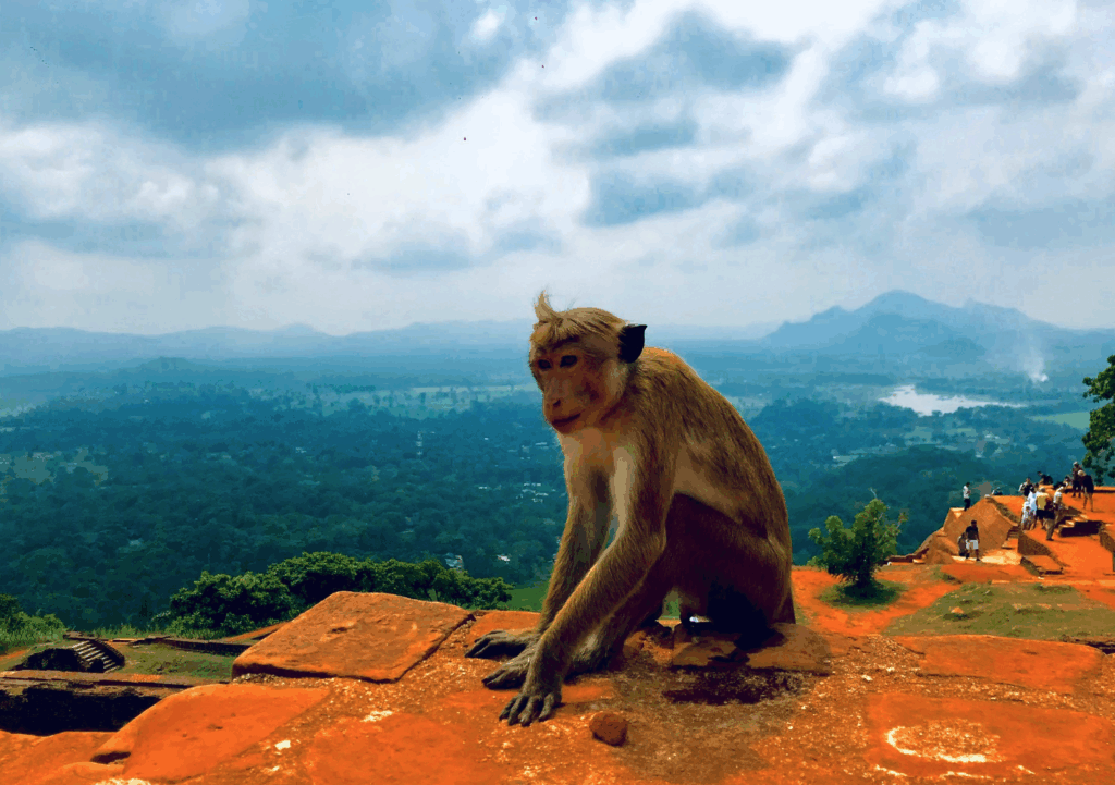シーギリヤロックの猿