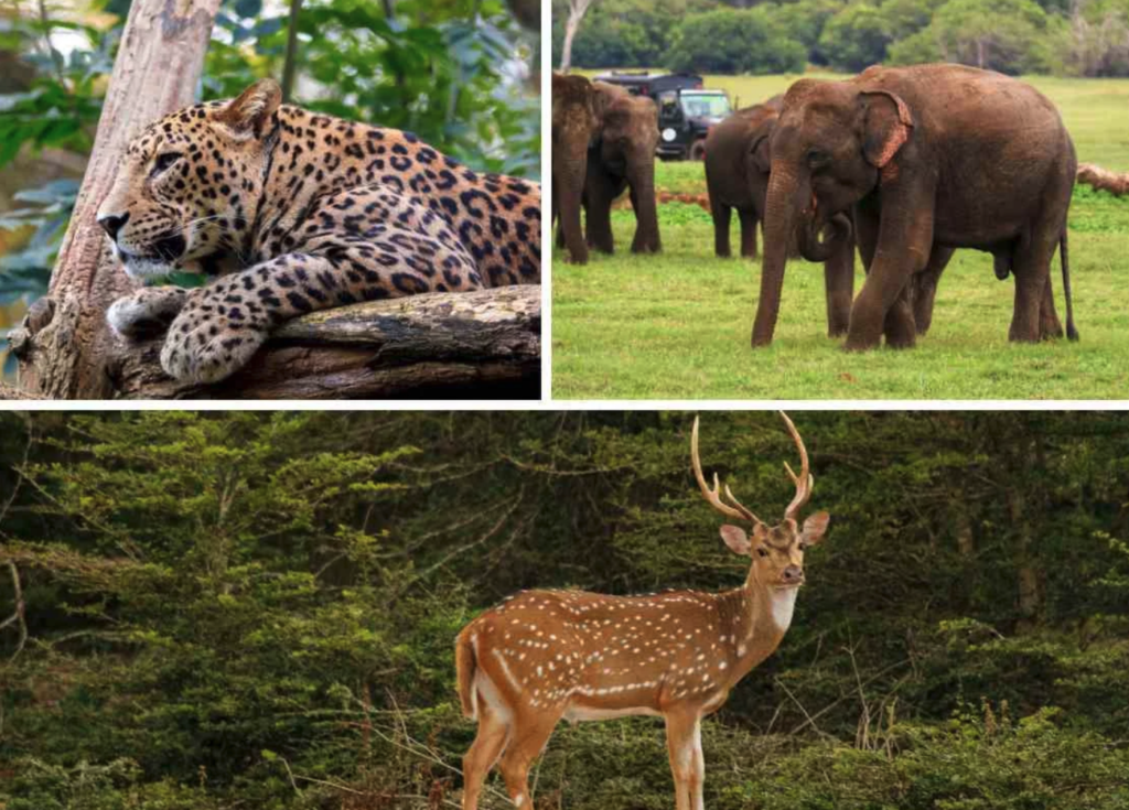 ヤーラ国立公園