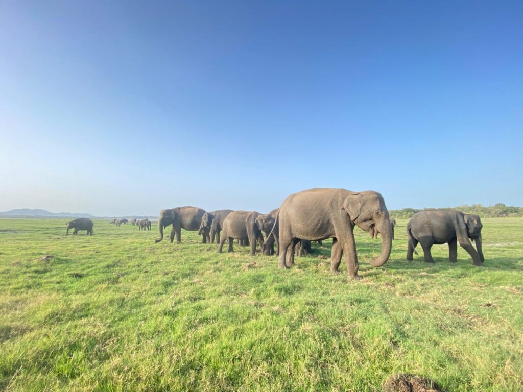 ウダワラウェ国立公園の象