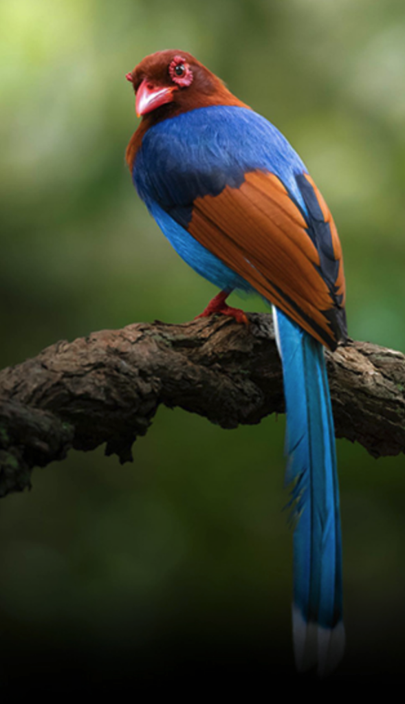 ヤーラ国立公園の鳥