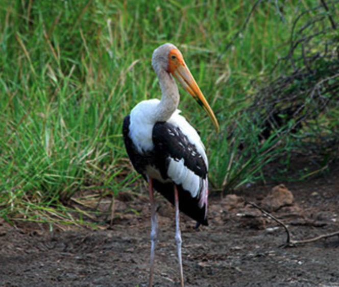 ヤーラ国立公園の鳥