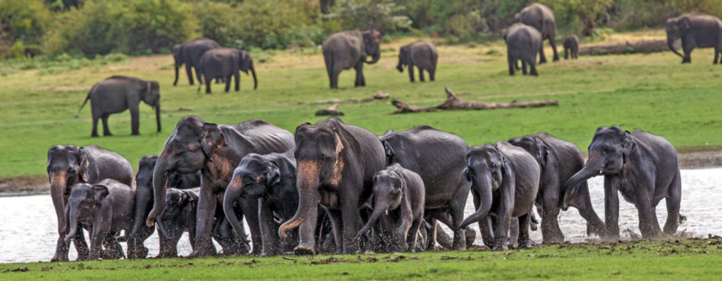 ウダワラウェ国立公園のゾウ
