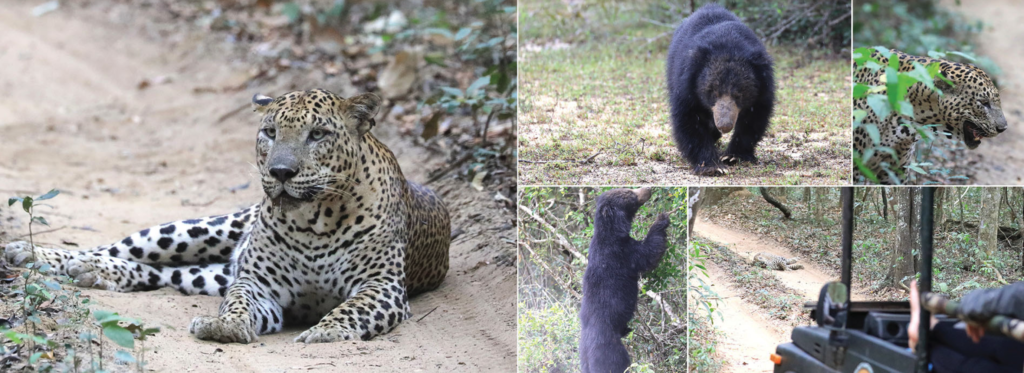 ウィルパトゥ国立公園でみれるヒョウとクマ