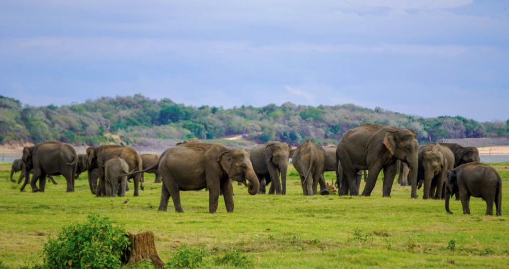 ミンネリア国立公園のエレファントギャザリング