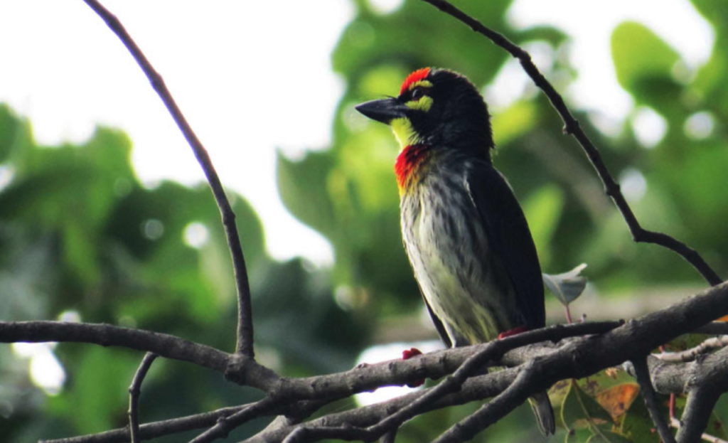 ミンネリア国立公園の鳥