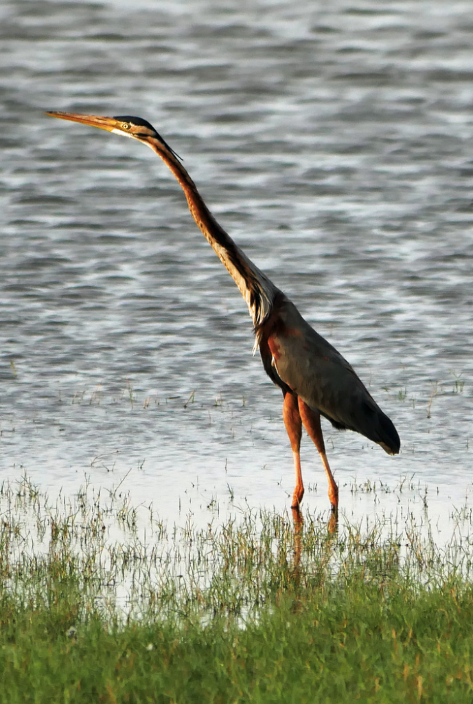 ミンネリア国立公園の鳥