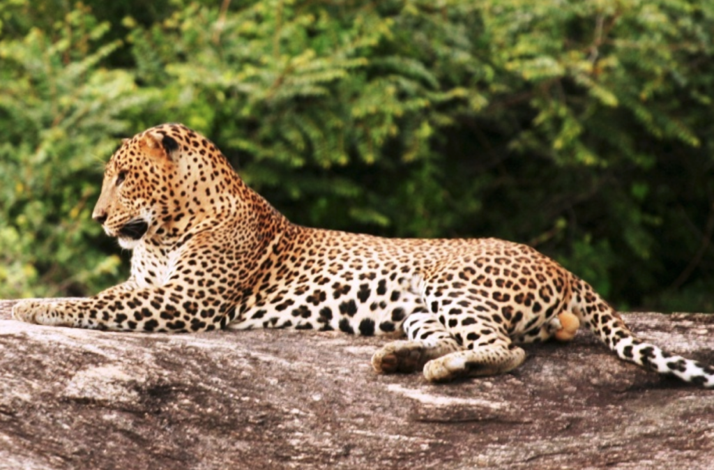 スリランカヒョウ