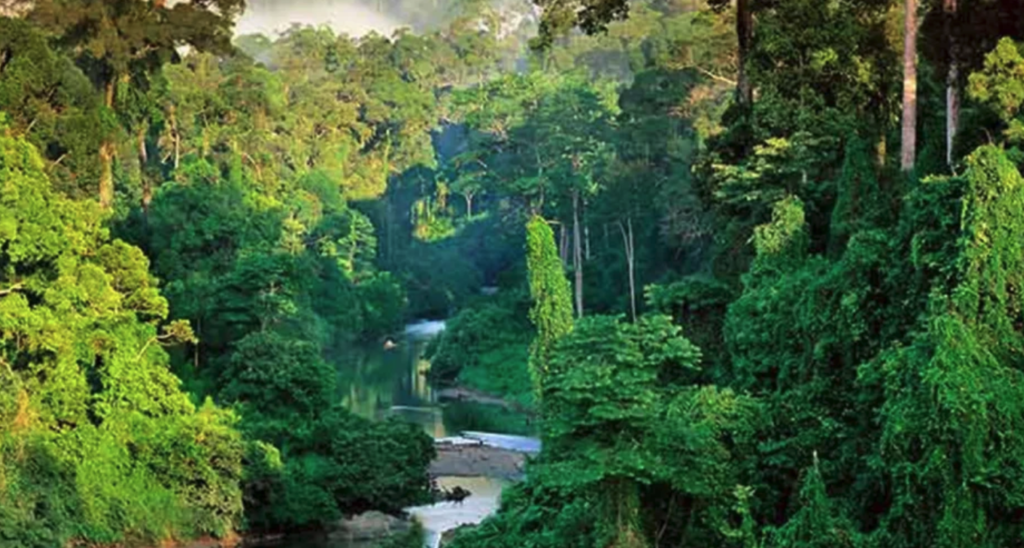 シンハラジャ深林保護区