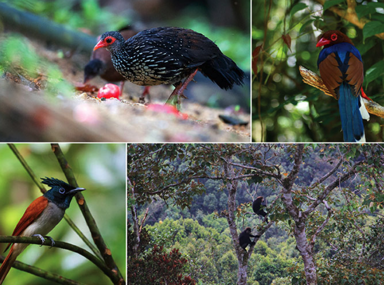 シンハラジャ森林保護区の鳥類