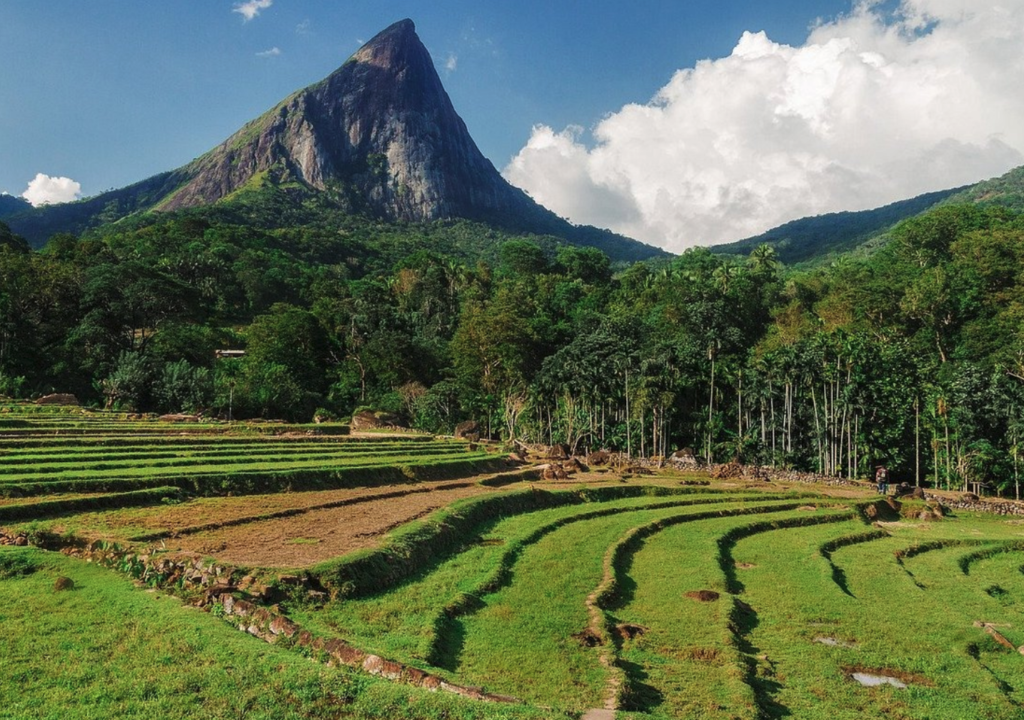 ナックルズ森林保護区