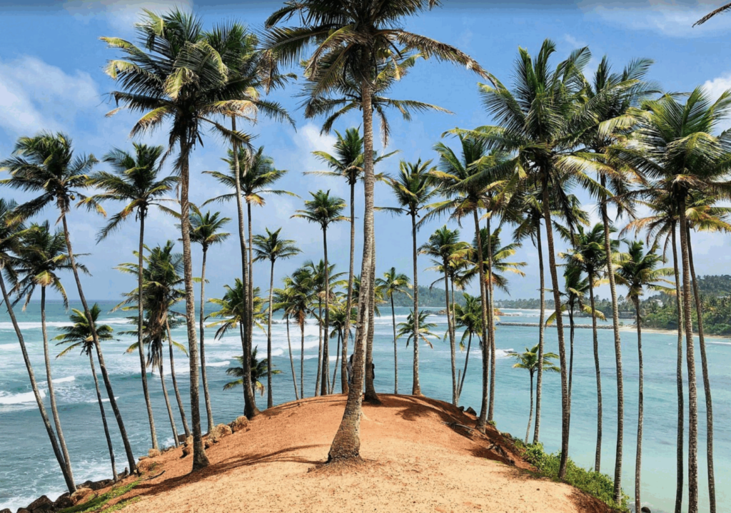 Coconut Tree Hill