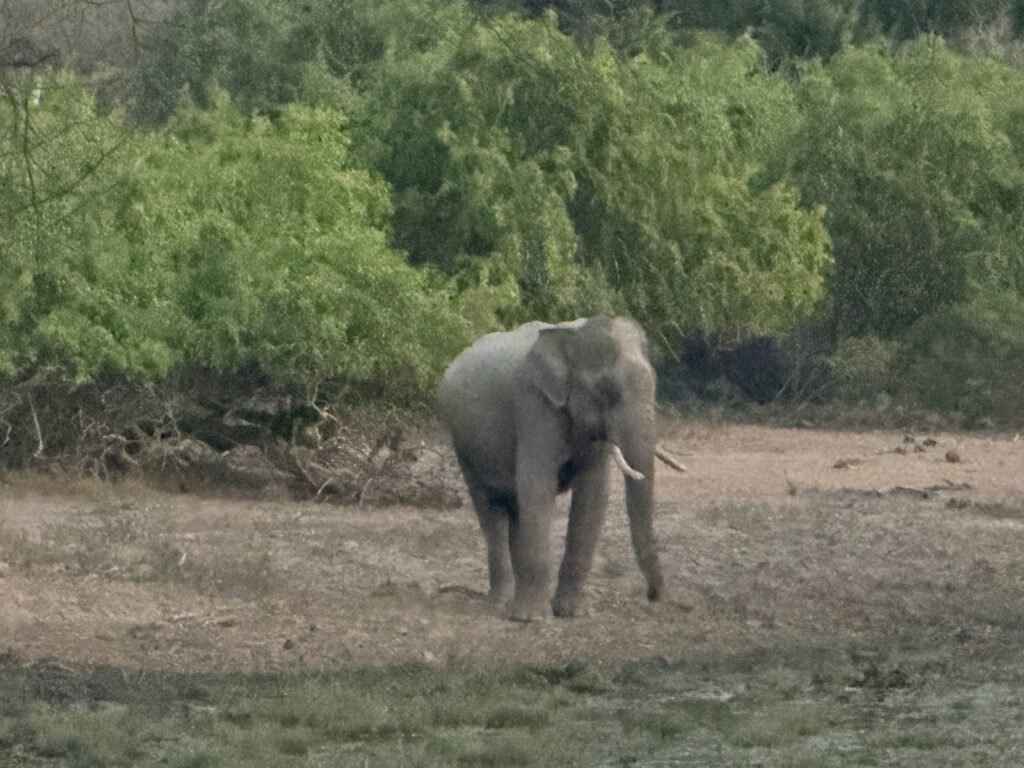 大きな牙を持つ雄のゾウ、タスカー