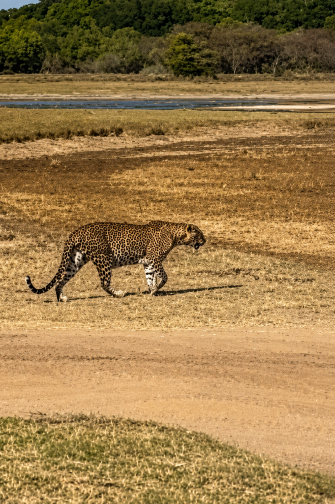 ヤーラ国立公園でのスリランカヒョウ