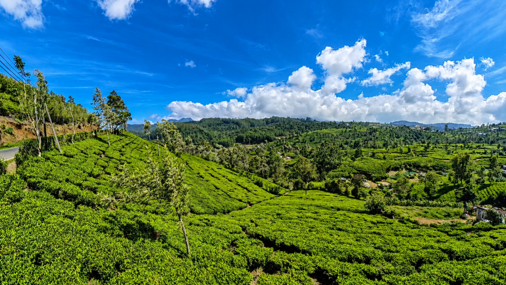 ヌワラエリヤの茶畑の景色