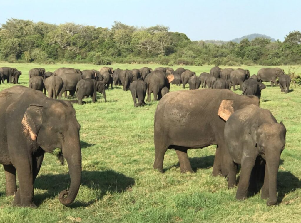 elephant gathering
