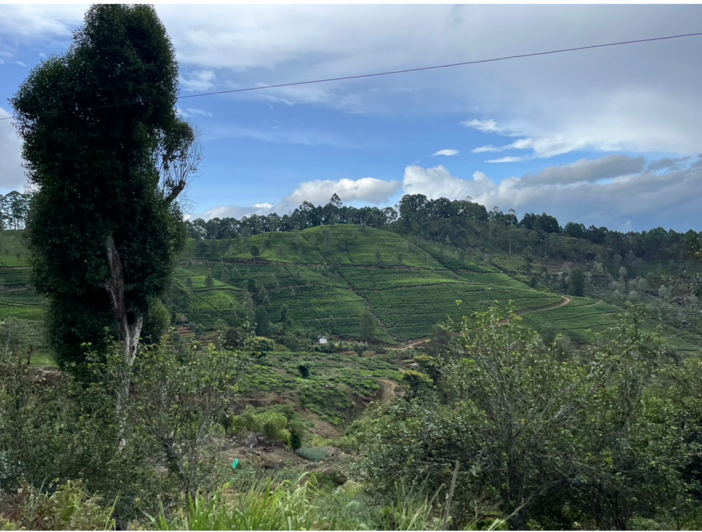 The Tea Plantation Scenery
