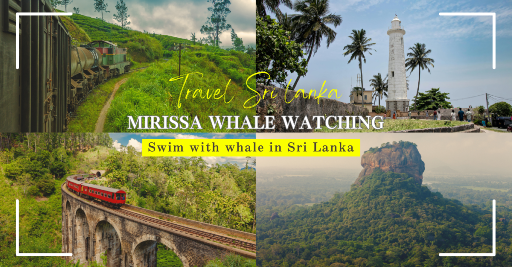 Mirissa Whale Watching Master Guide: Swim with Whales in Sri Lanka & Best Beach Resort Picks