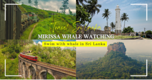 Mirissa Whale Watching Master Guide: Swim with Whales in Sri Lanka & Best Beach Resort Picks