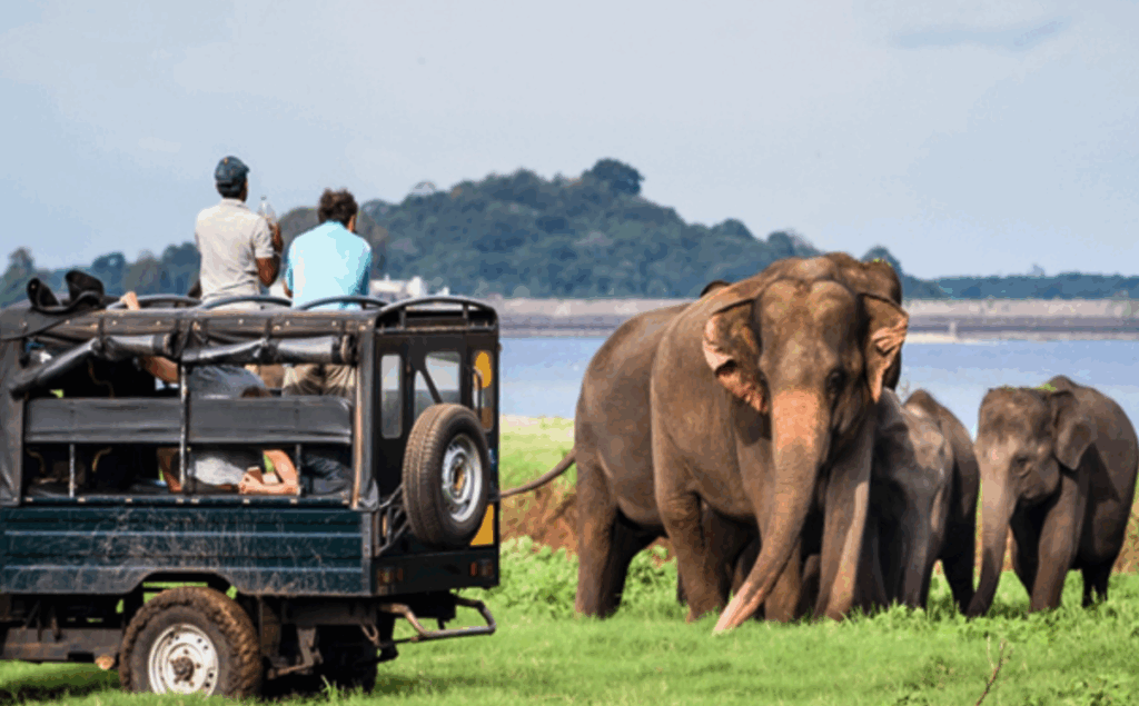 Yala National Park