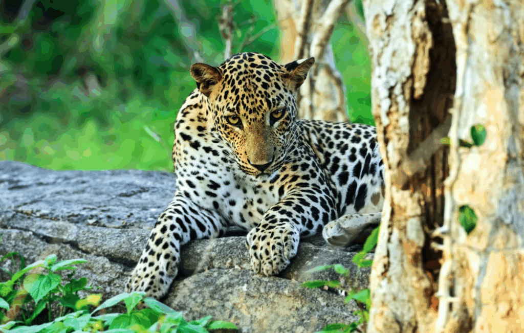 Yala National Park