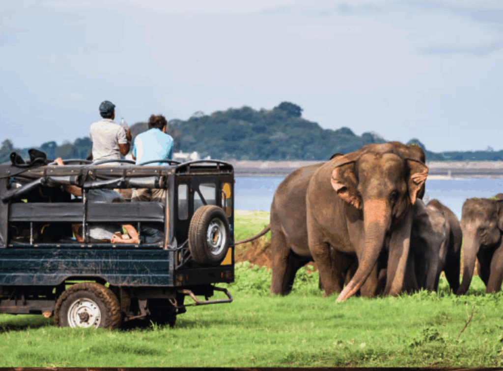 Minneriya National Park