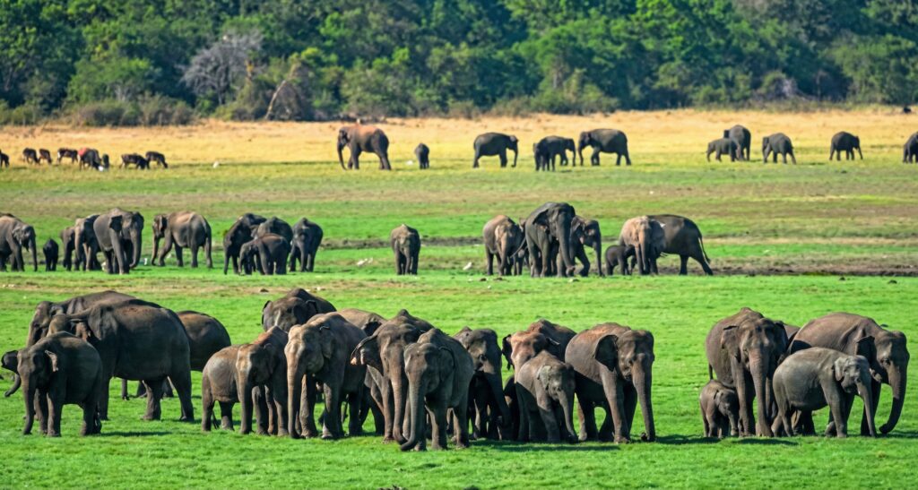 Elephant Gathering
