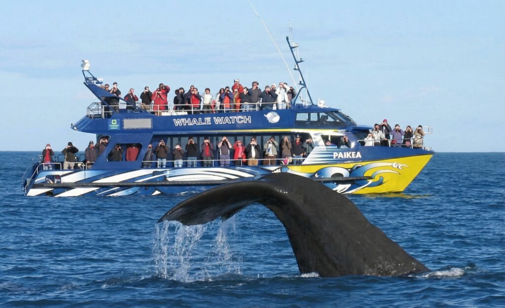 whale watching