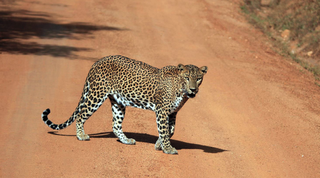 Sri Lanka Leopard