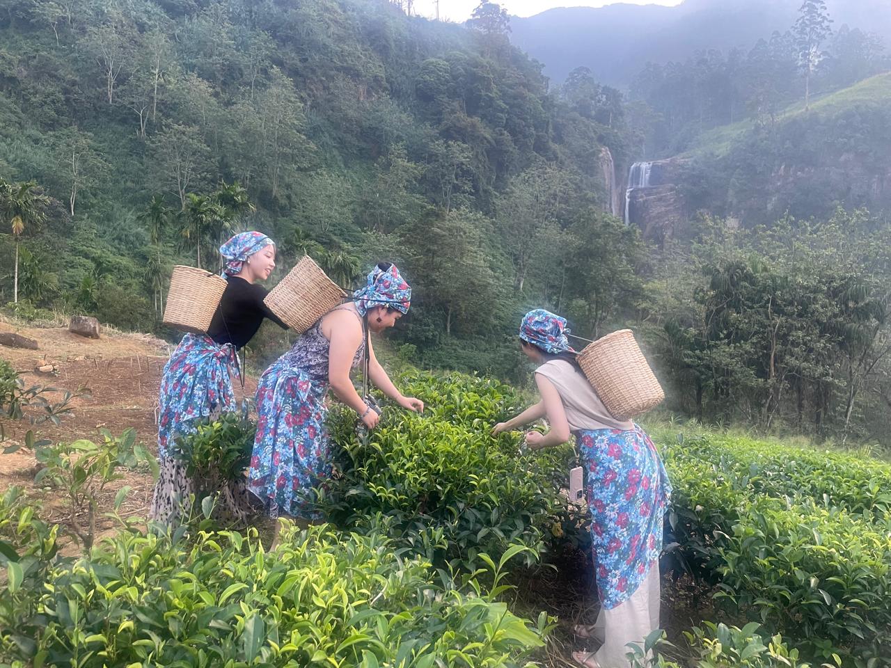 Women travellers enjoying a Sri Lanka tea plantation experience safely with local support