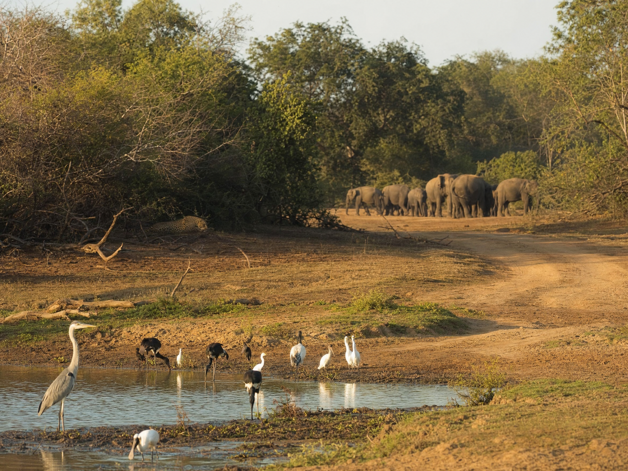 Wildlife landscape in Yala National Park Sri Lanka